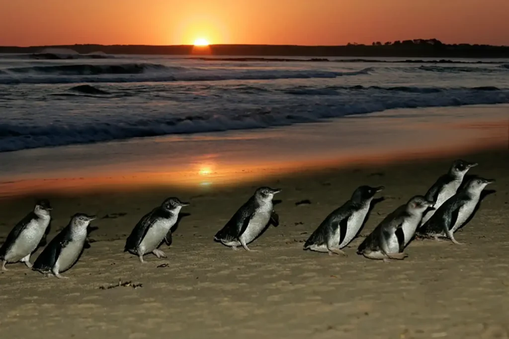 Australasian Dark Sky Alliance - Phillip Island - Dark Sky Ark?