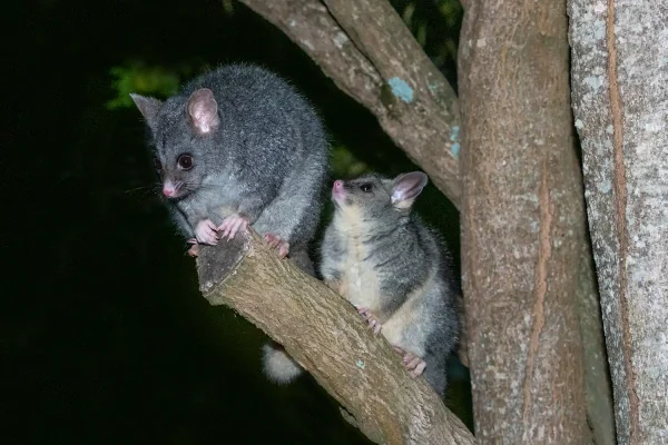 wildlife-ecosystems-1 Australasian Dark Sky Alliance - Why Darkness Matters - Wildlife and Ecosystems